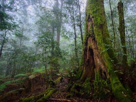 Honeysuckle Forest Track