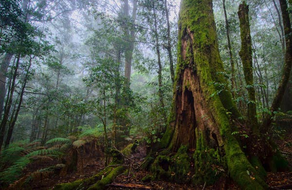 Honeysuckle Forest Track