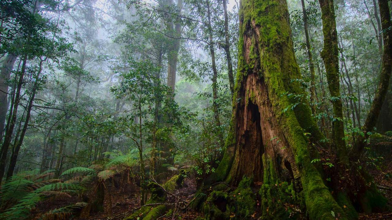 Honeysuckle Forest Track