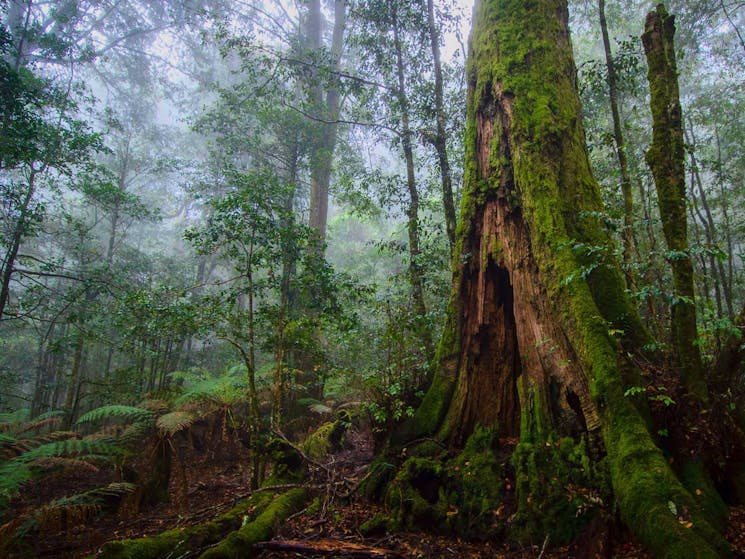 Honeysuckle Forest track, Barrington Tops National Park. Photo: John Spencer/NSW Government