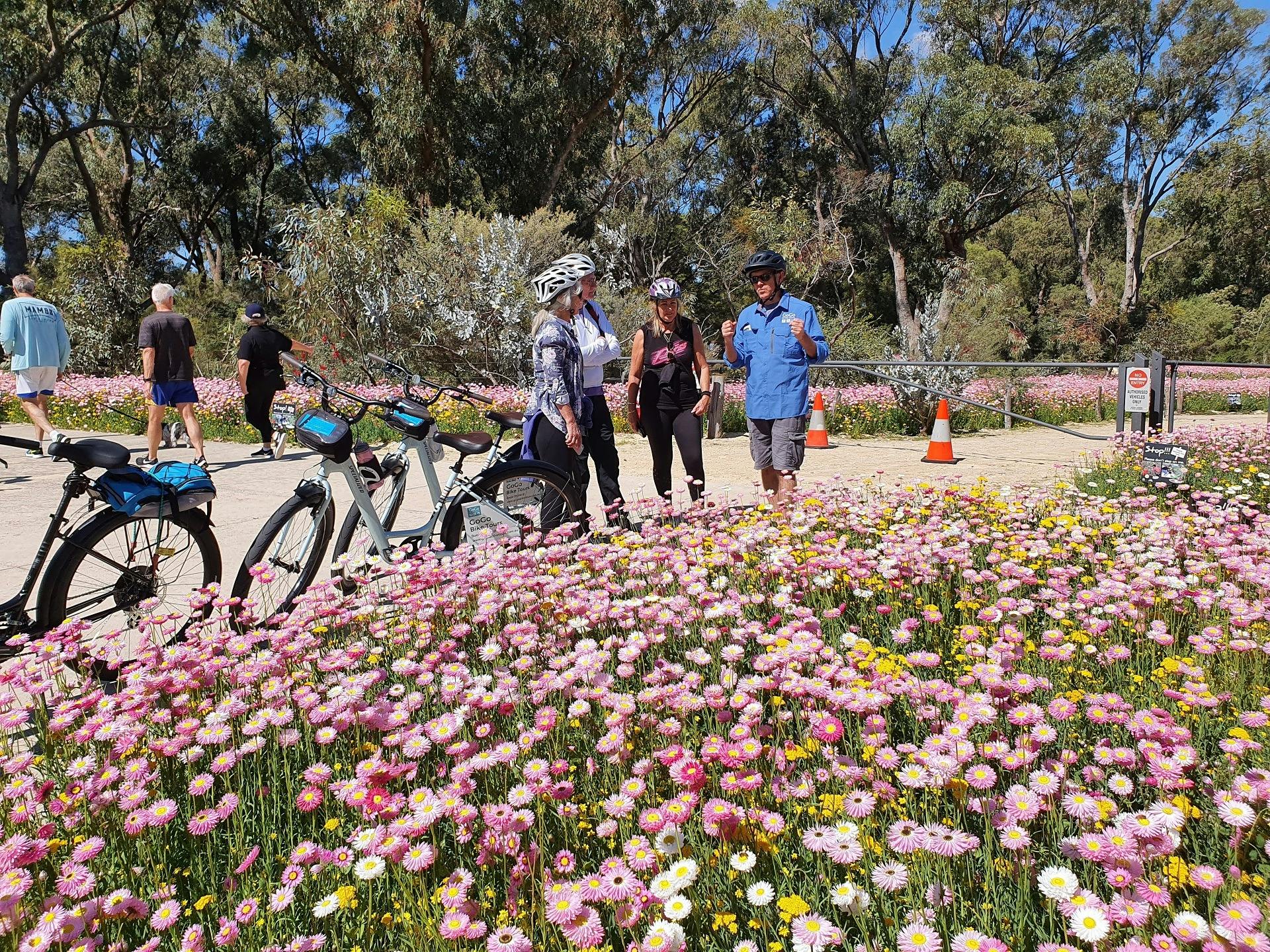 Everlastings at Kings Park