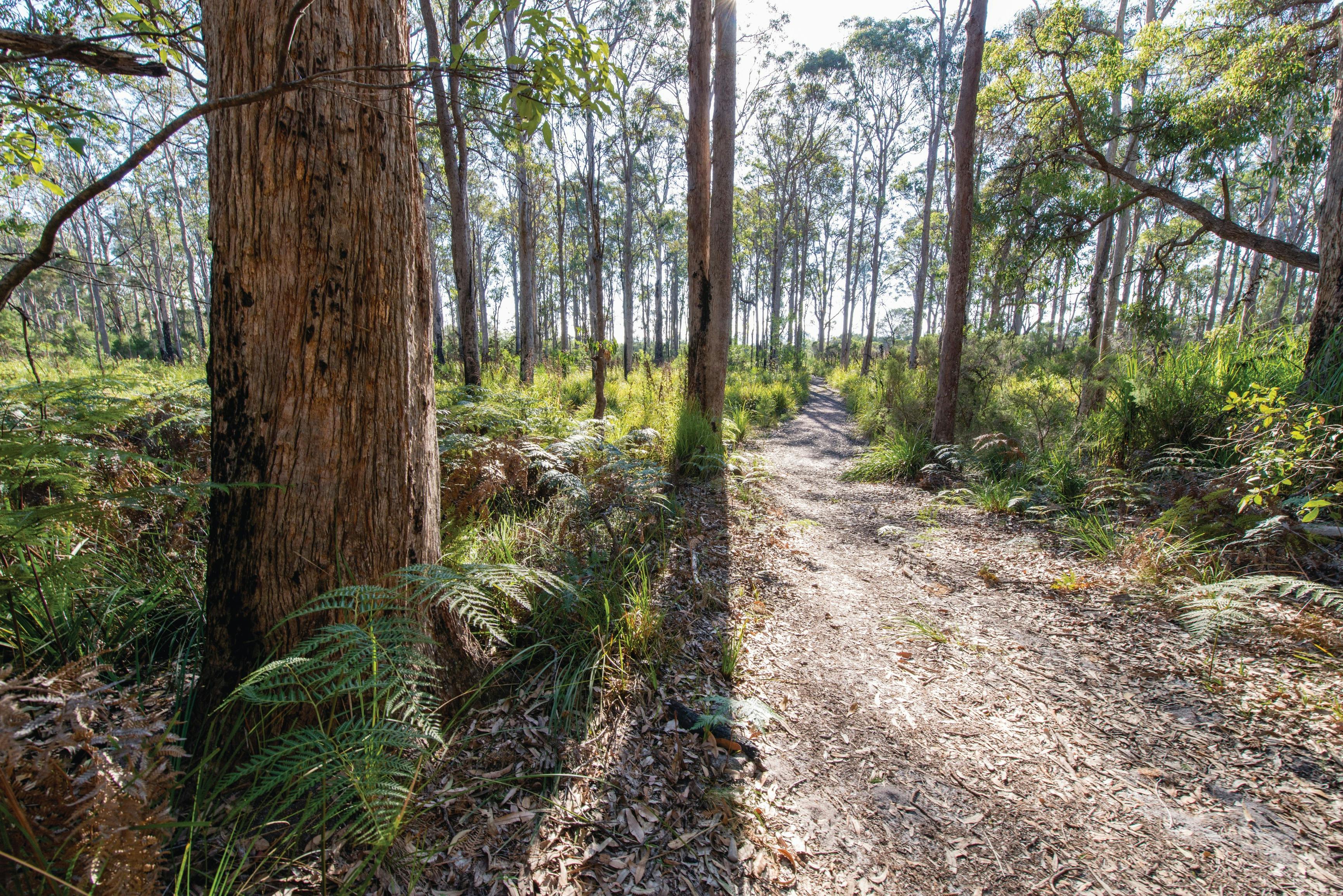 Nadgee, Nadgee Walk, Sapphire Coast