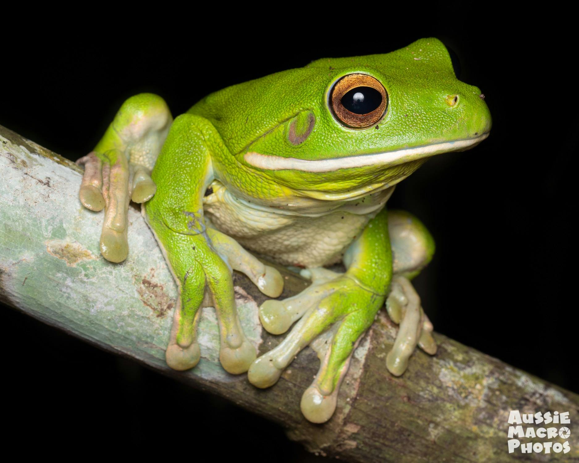 White-lipped Tree Frog are regularly seen on the Night Walks