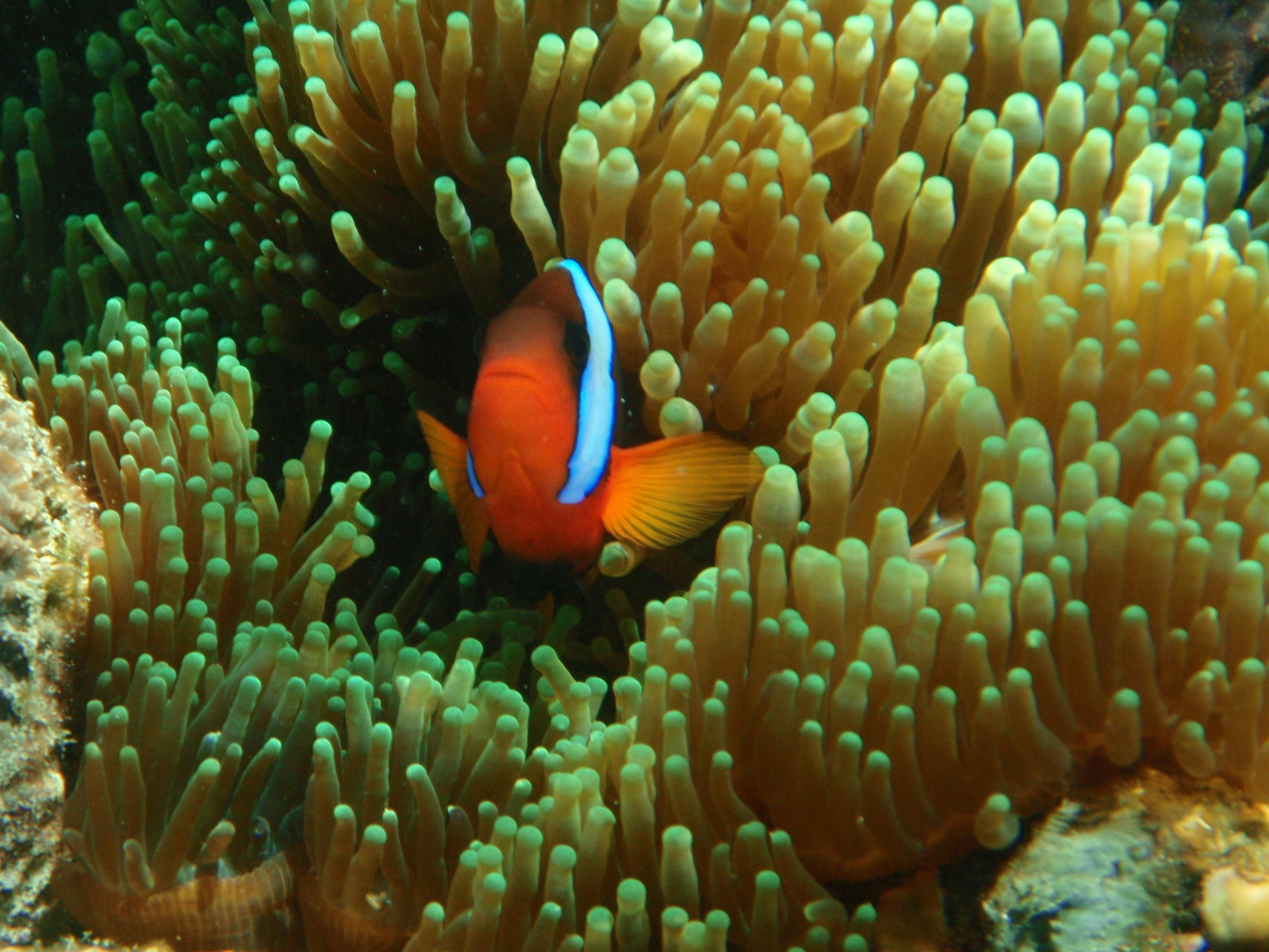 Hiding in the tentacles of an anemone for protection.