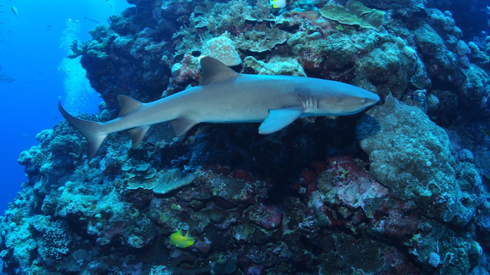Holmes Reef Dive Site