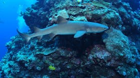 Holmes Reef Dive Site