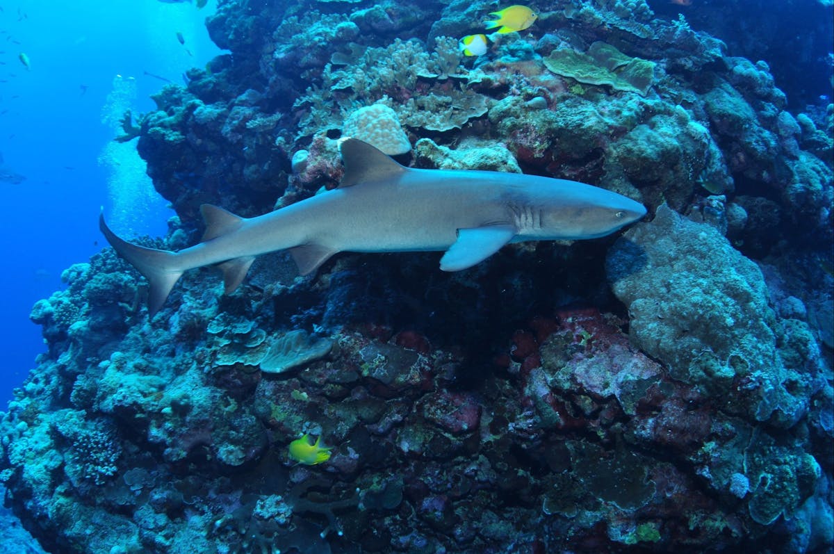 Holmes Reef Dive Site