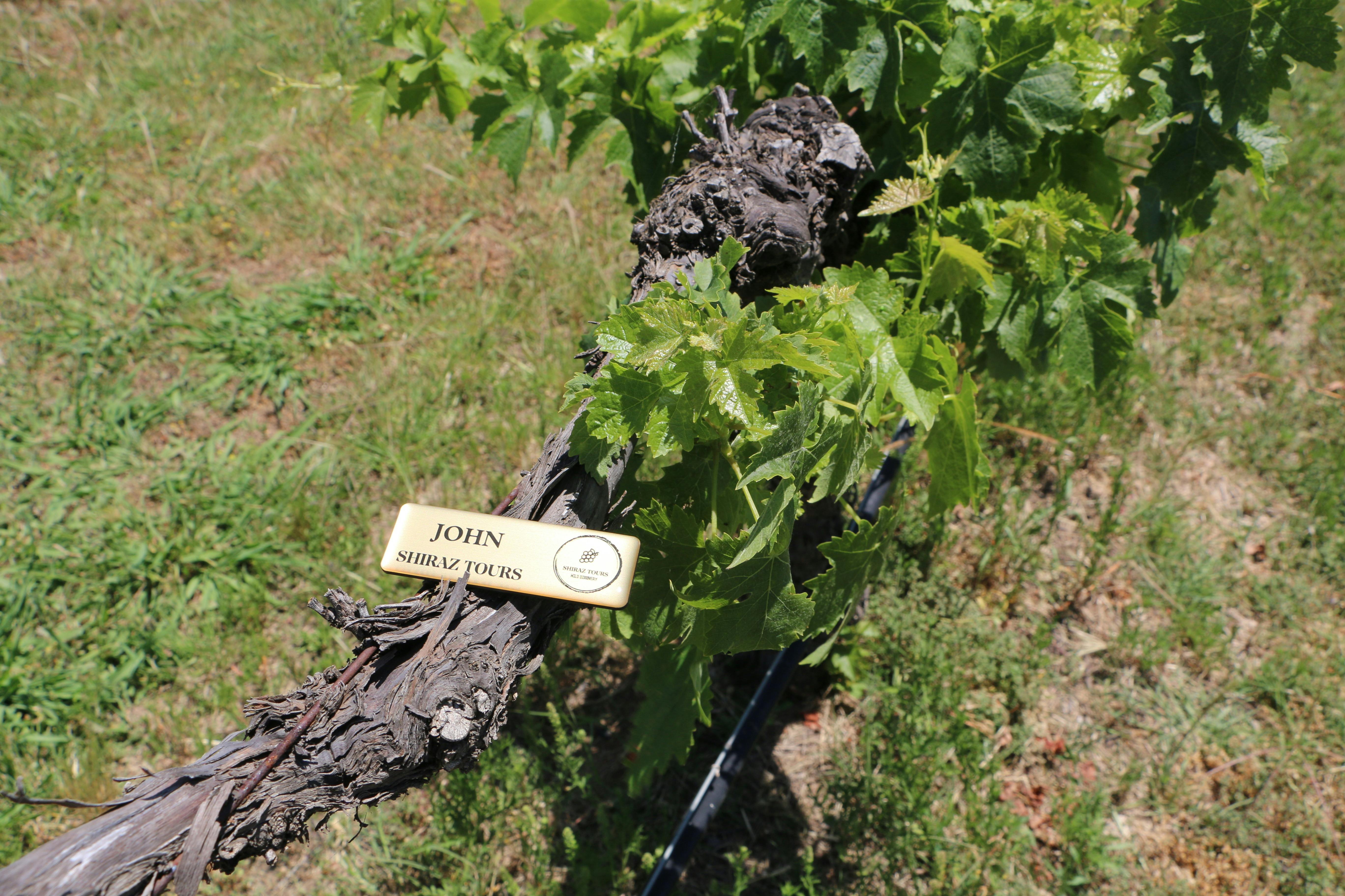 Berry wine tours Shiraz Tours