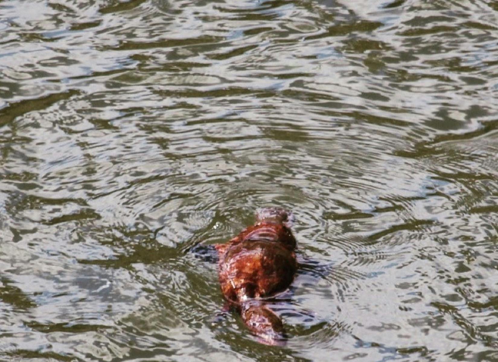 Bombala Platypus Reserve