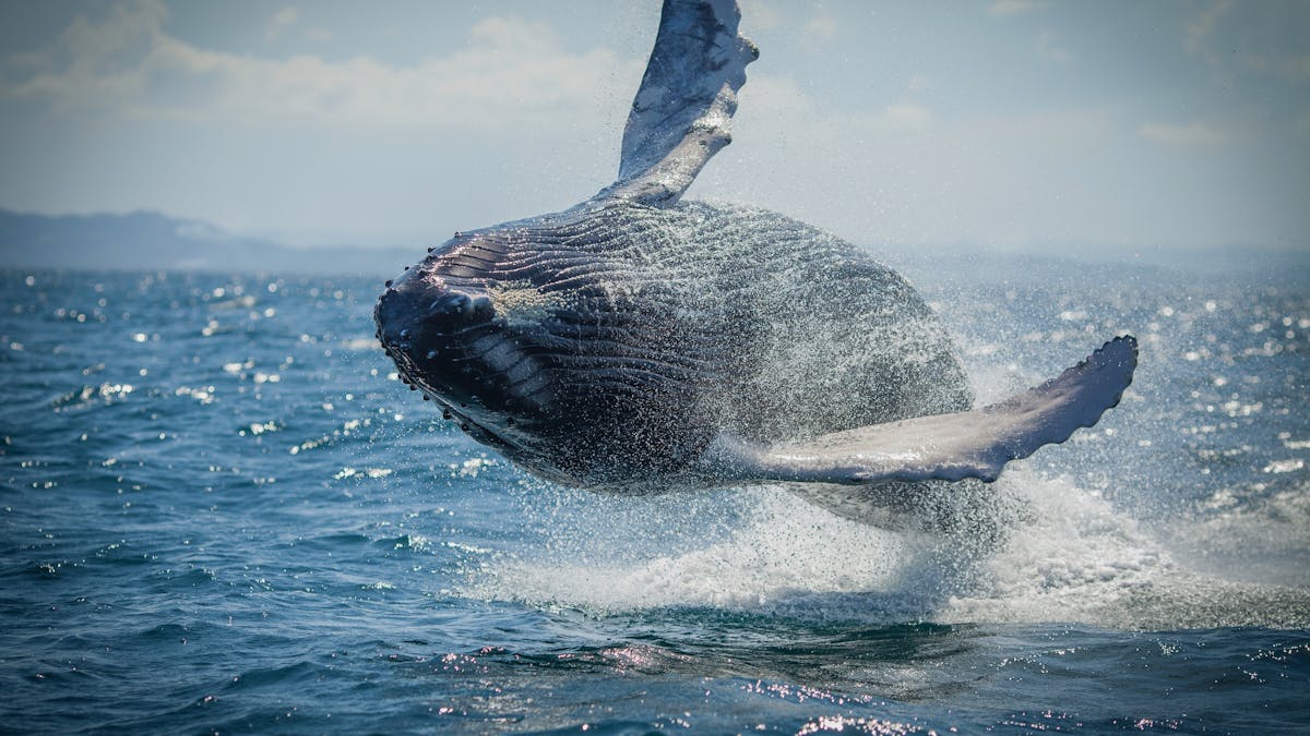 Humpback