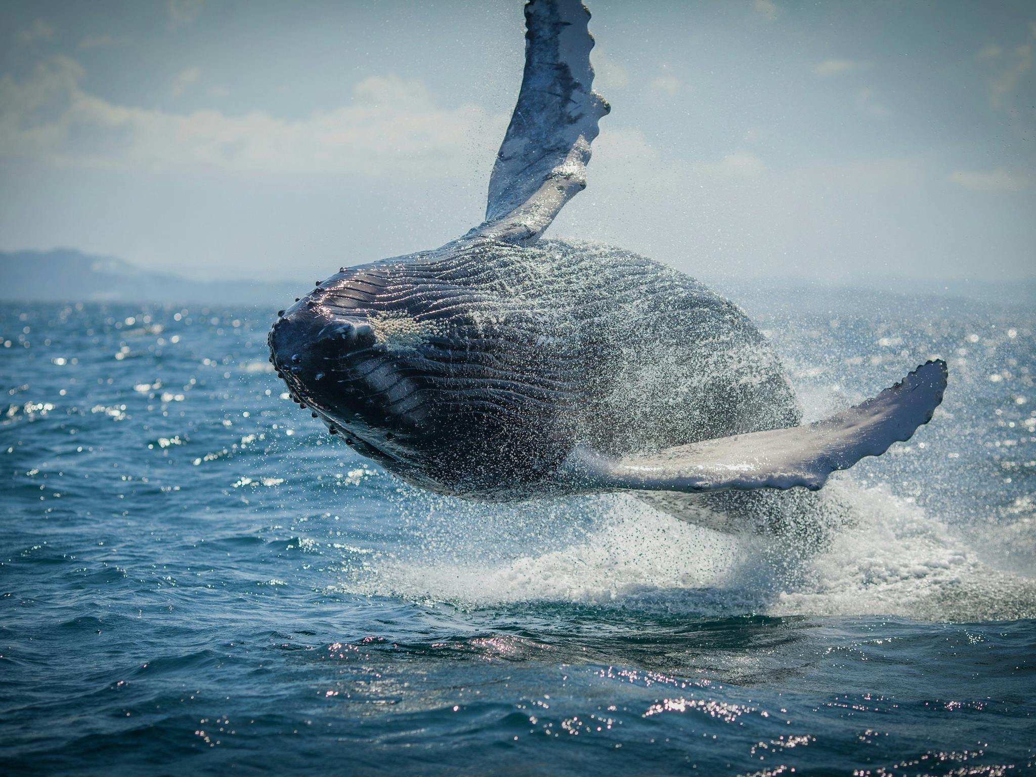 Humpback