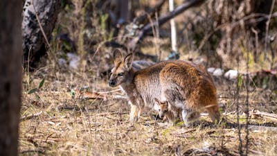 Wallaby and Joey