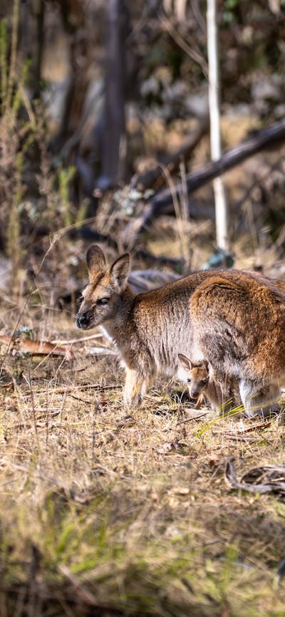 Wallaby and Joey