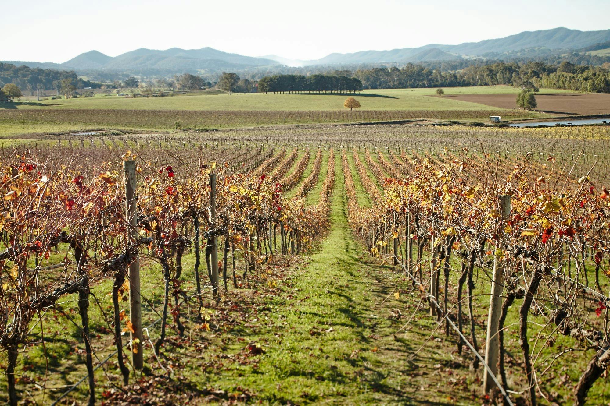 Vineyard looking down the row of vines with autumn coloured leaves mountains in the back ground