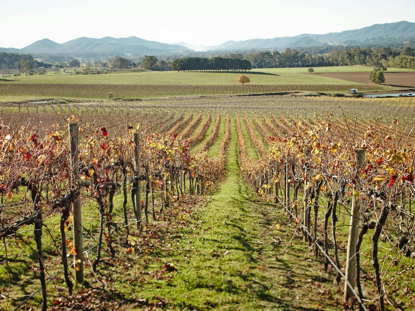 Vineyard looking down the row of vines with autumn coloured leaves mountains in the back ground