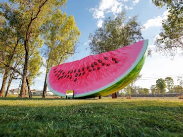 The Big Melon Chinchilla The Big Melon Chinchilla