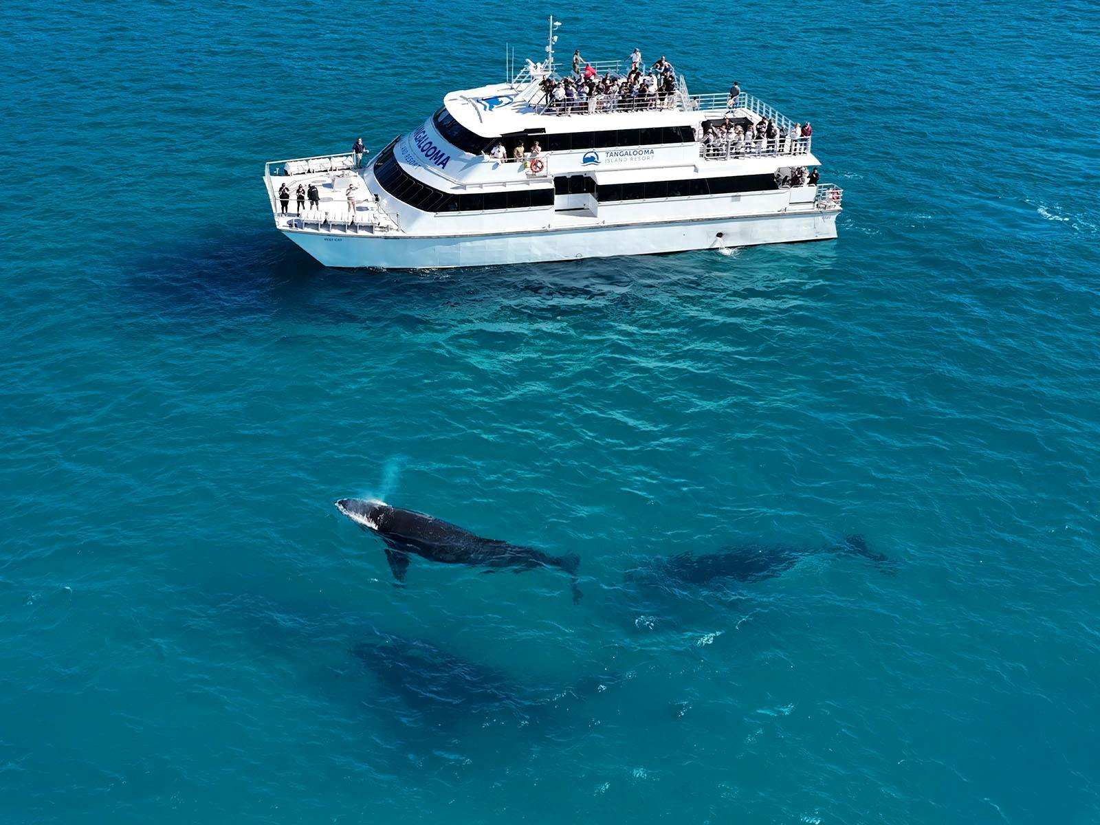 Tangalooma Island Resort