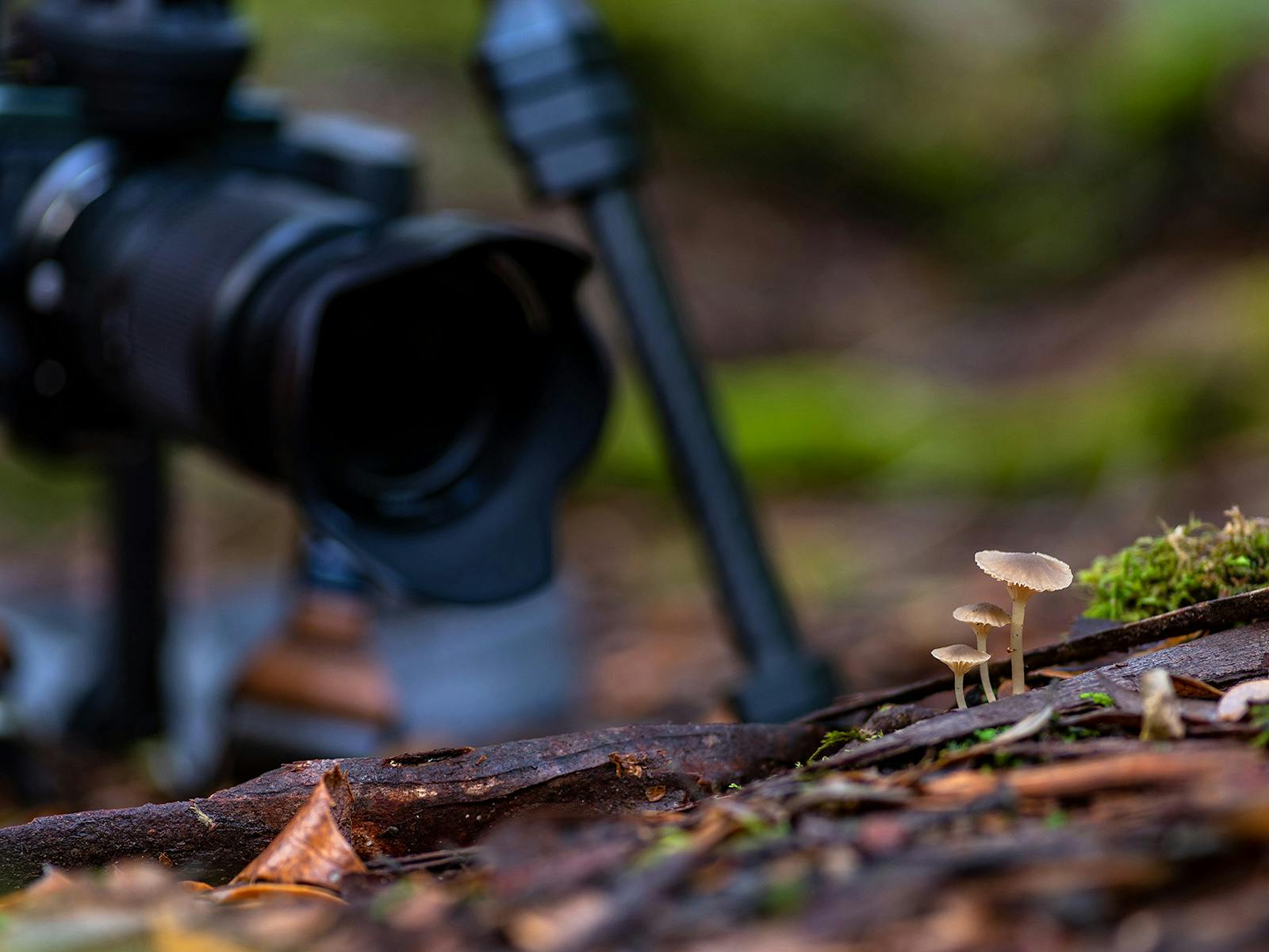 Fantastic fungi is a highlight of Mt Field & Styx Valley photography tour, particularly in autumn