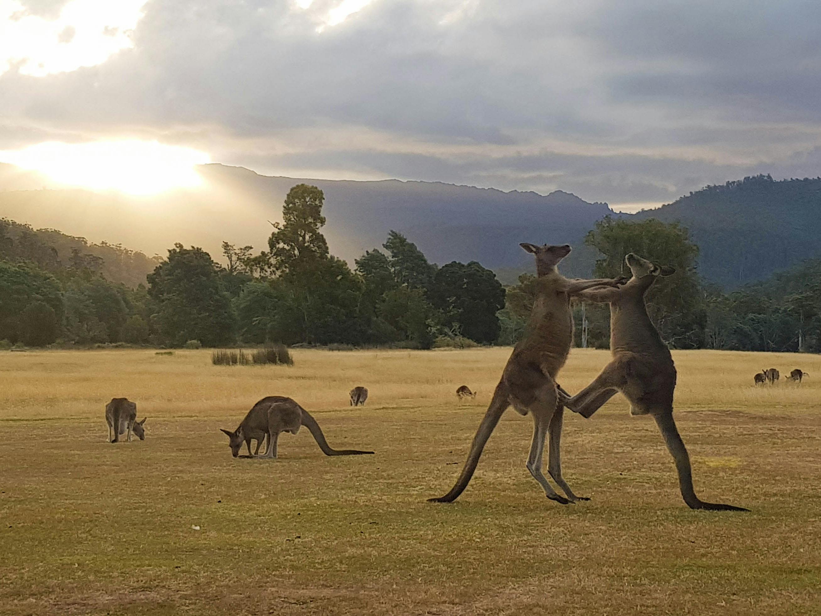 two kangaroos sparring at sunset