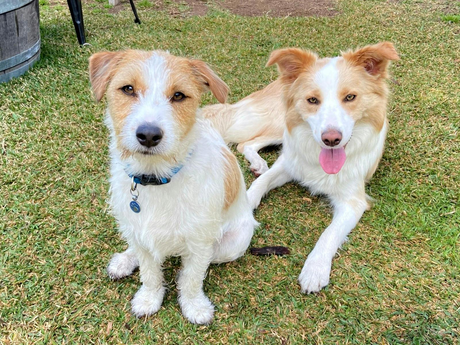 Saddler's Creek Wines are pet friendly