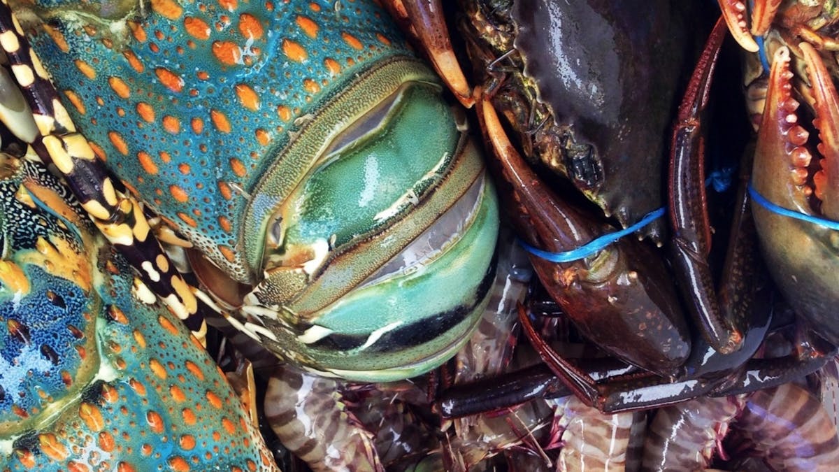 Queensland Tropical Crayfish, Mud Crab + Prawns, fresh is best