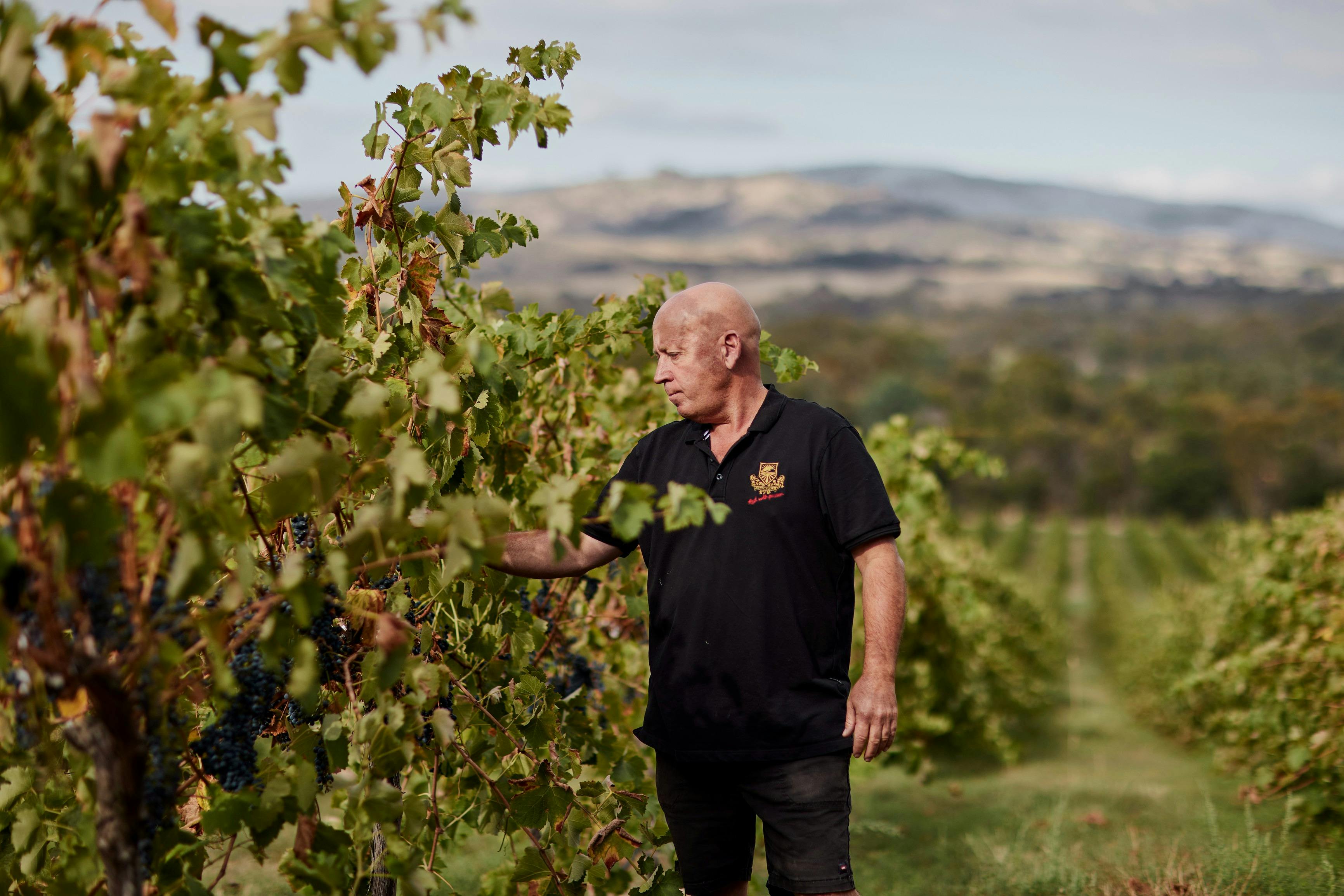 Summerfield winery