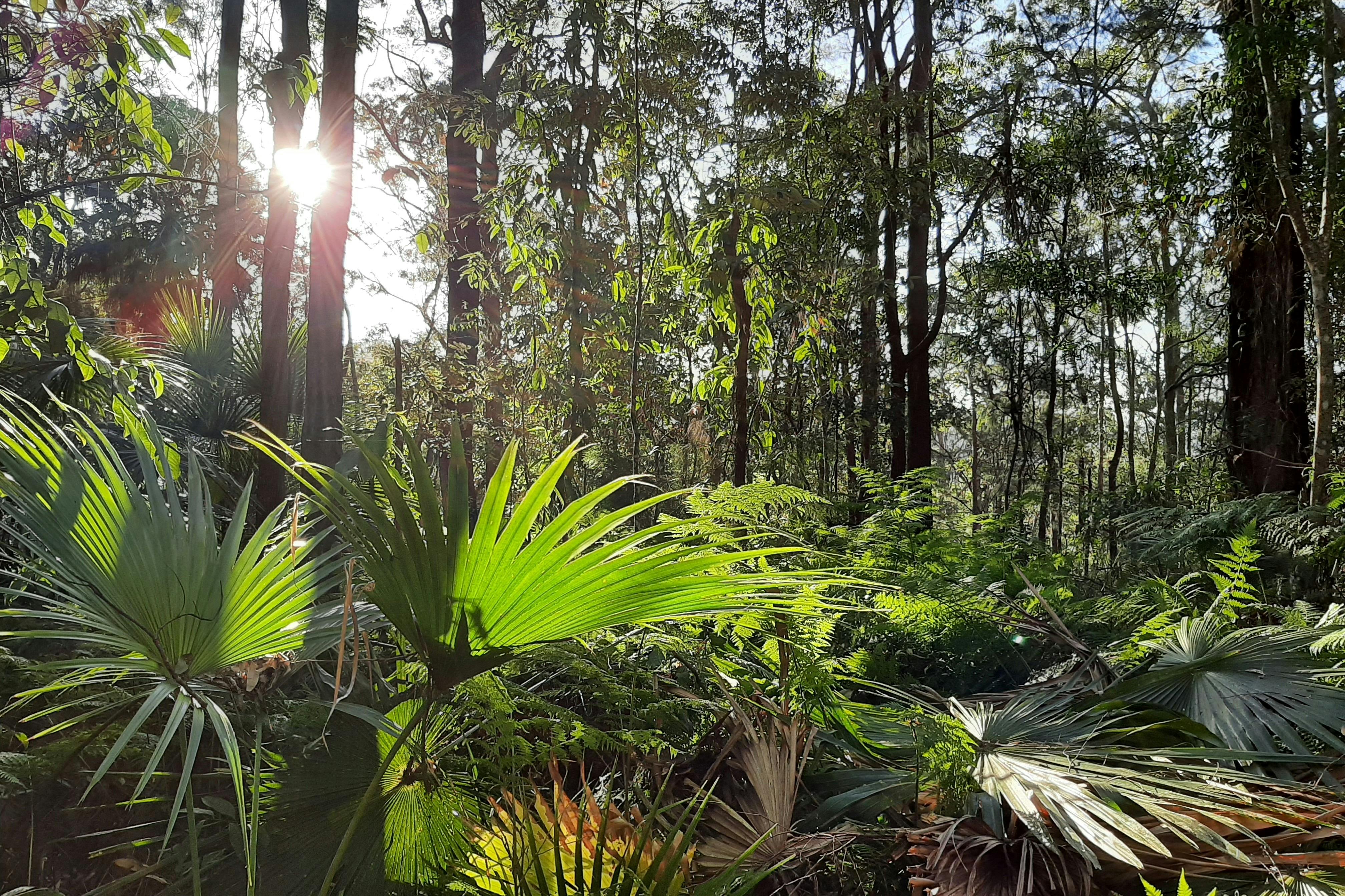 Forest sunlight at Foote Sanctuary