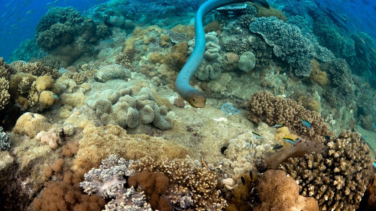 Sea Snake