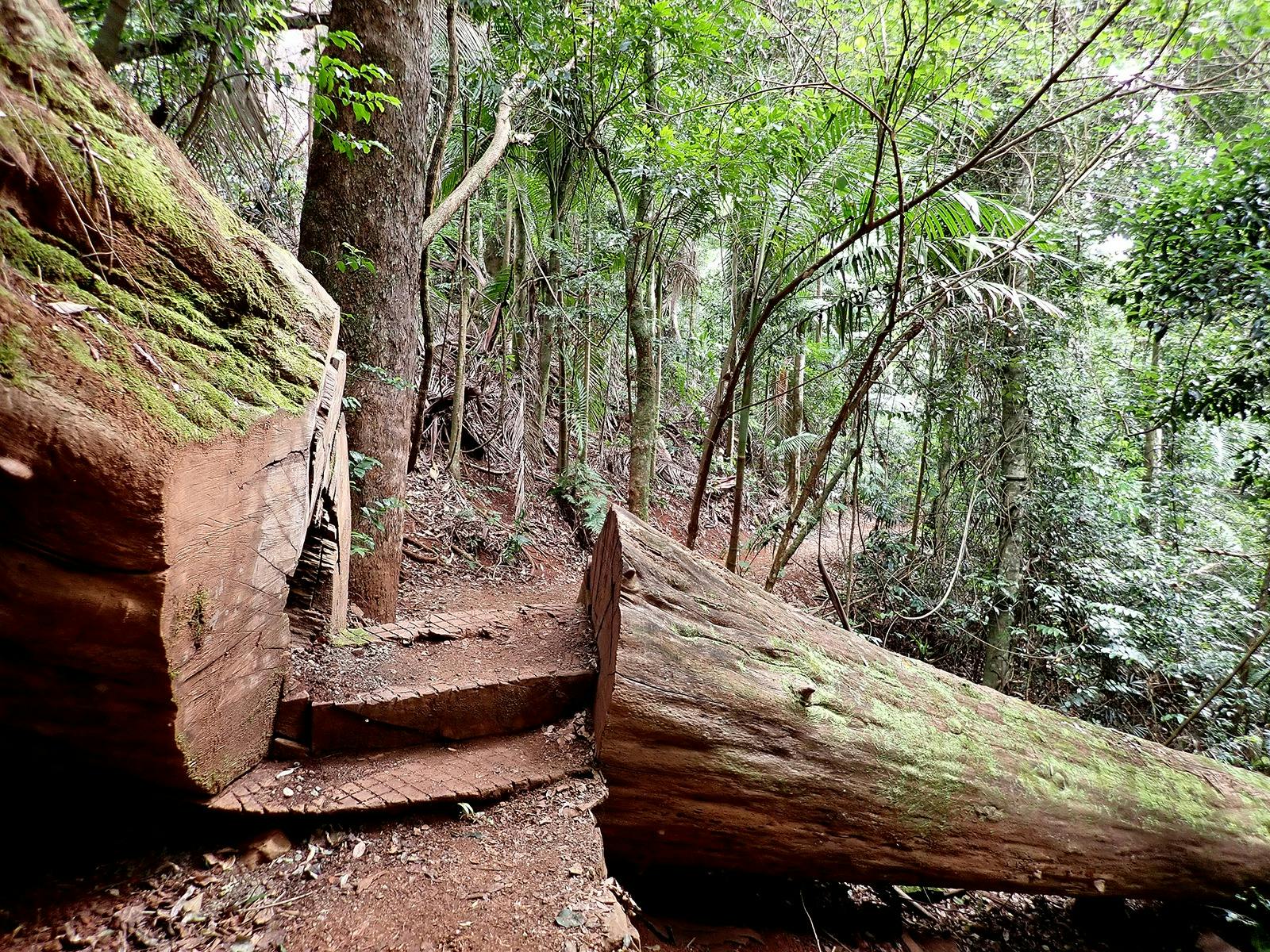 Walking track MaialaD'Aguilar National Park