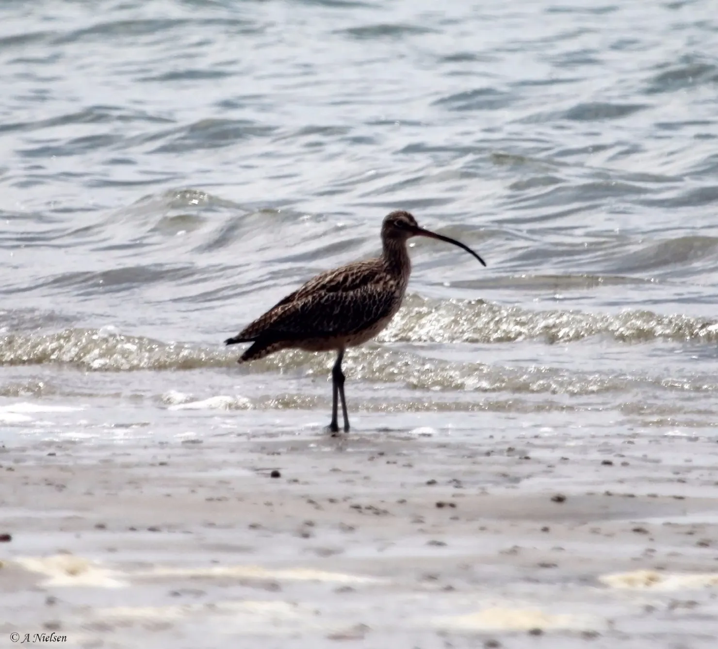 Tin Can Bay Bird Walk