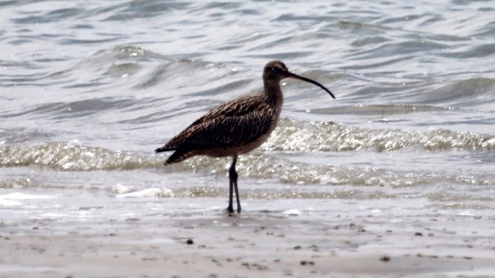 Bird Watching in Tin Can Bay