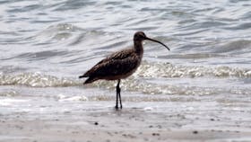 Tin Can Bay Bird Walk