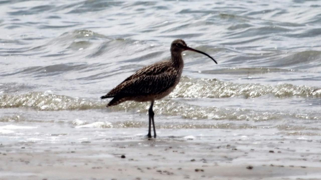 Whimbrel