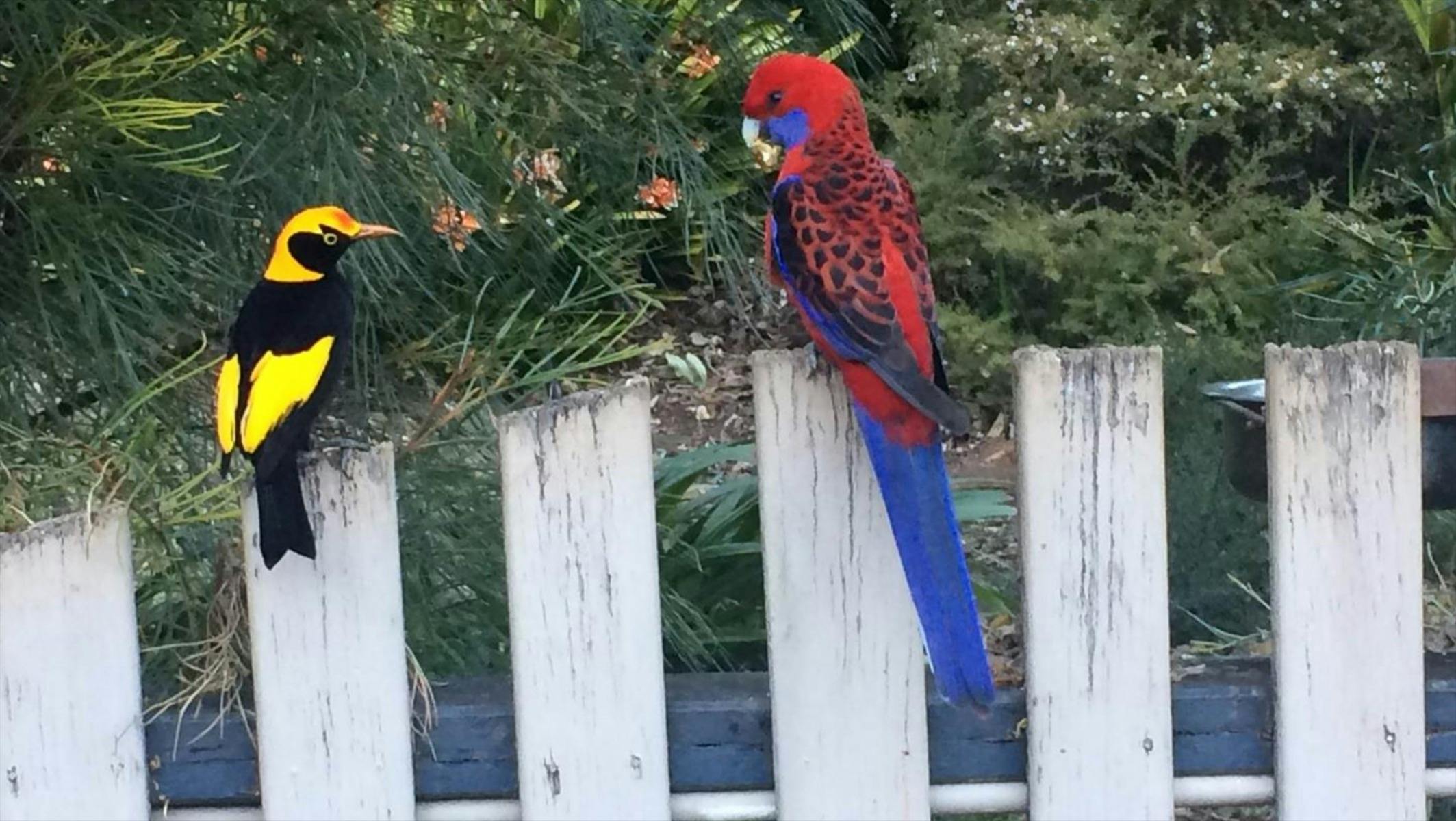 Gold Coast Hinterland Highlights 3