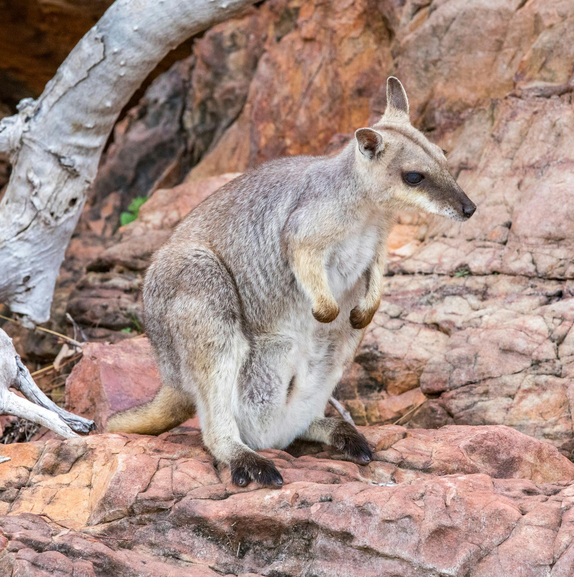 Lake Argyle Cruises, Lake Argyle, Western Australia