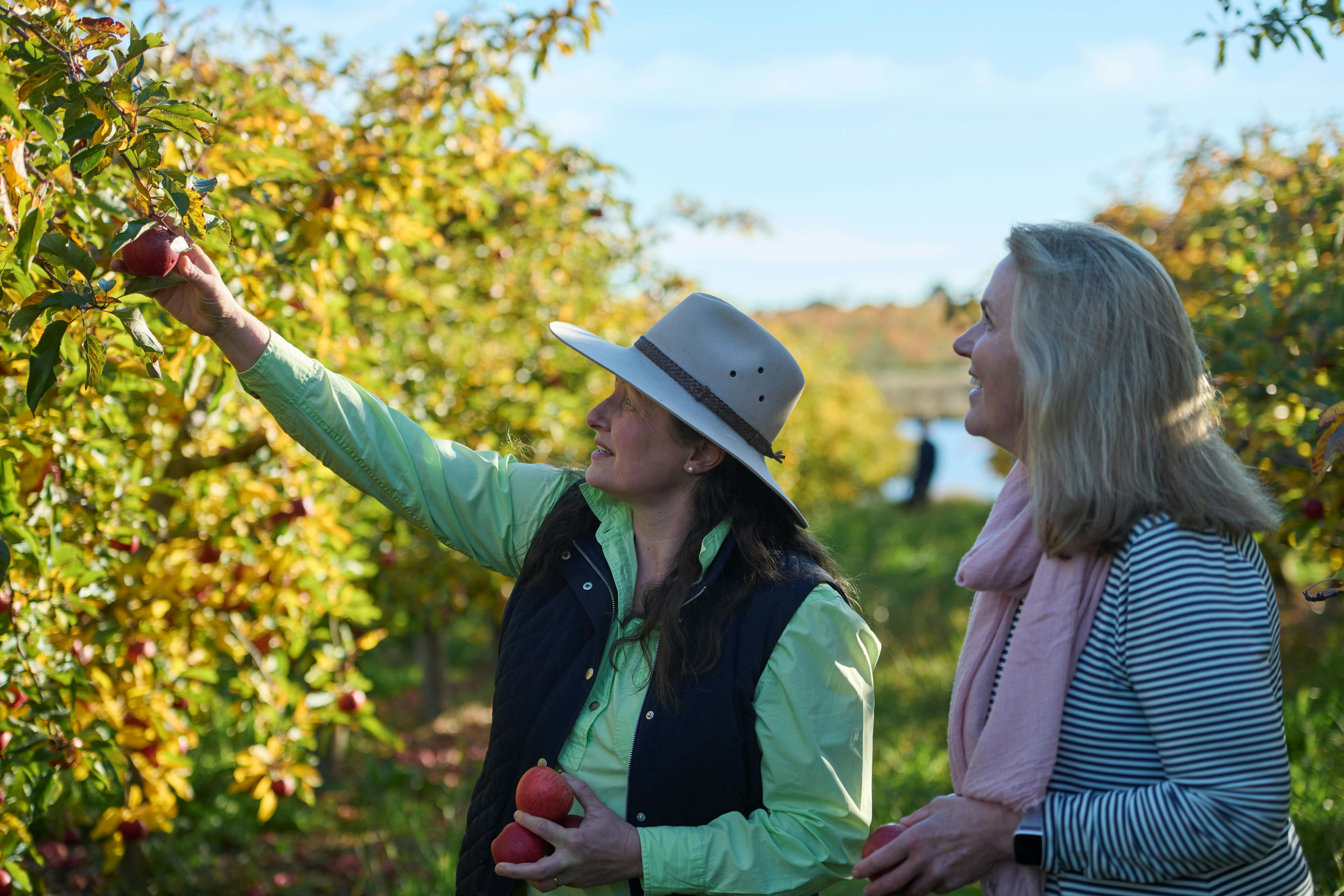 Orchard tour showing picking apples