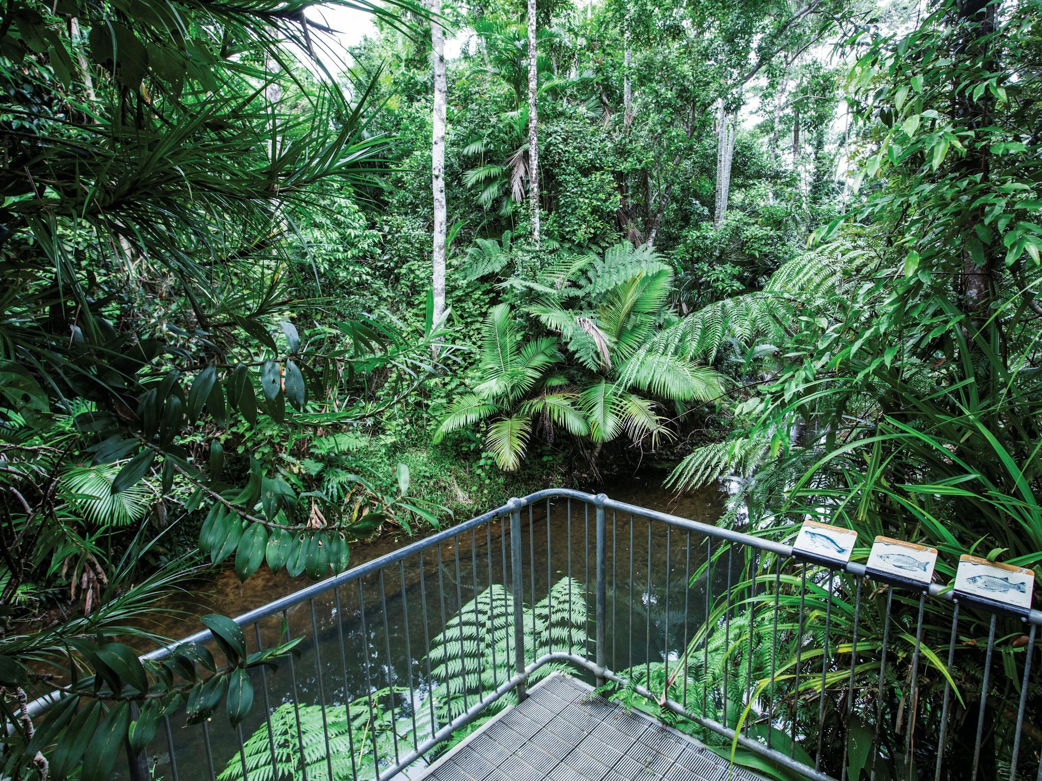 Viewing platform over Lacey Creek in rainforest.