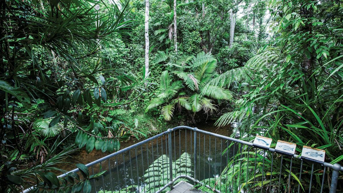 Djiru National Park | Attractions | Queensland