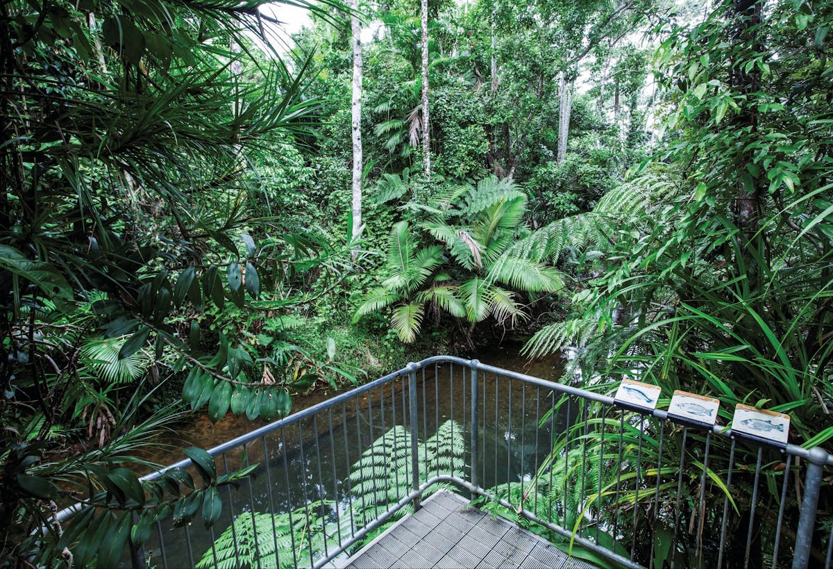 Viewing platform over Lacey Creek in rainforest.