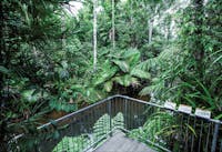 Viewing platform over Lacey Creek in rainforest.
