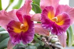 Orchid