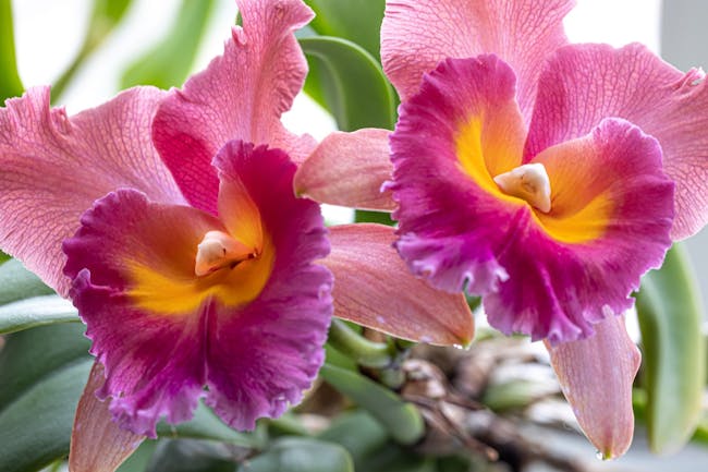 Orchid