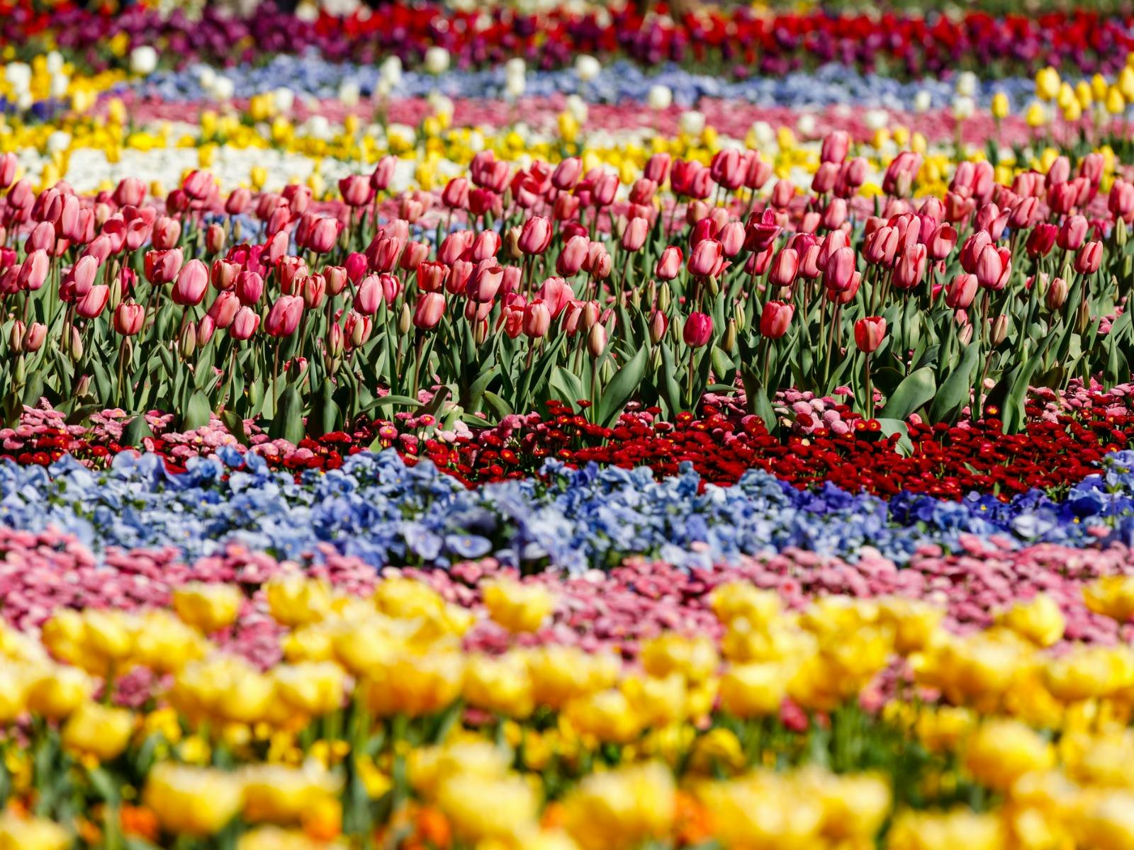 photo of a flower bed with rows of colourful tulips.