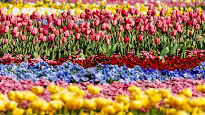 photo of a flower bed with rows of colourful tulips.