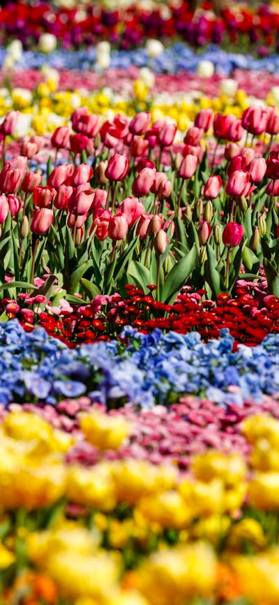 photo of a flower bed with rows of colourful tulips.