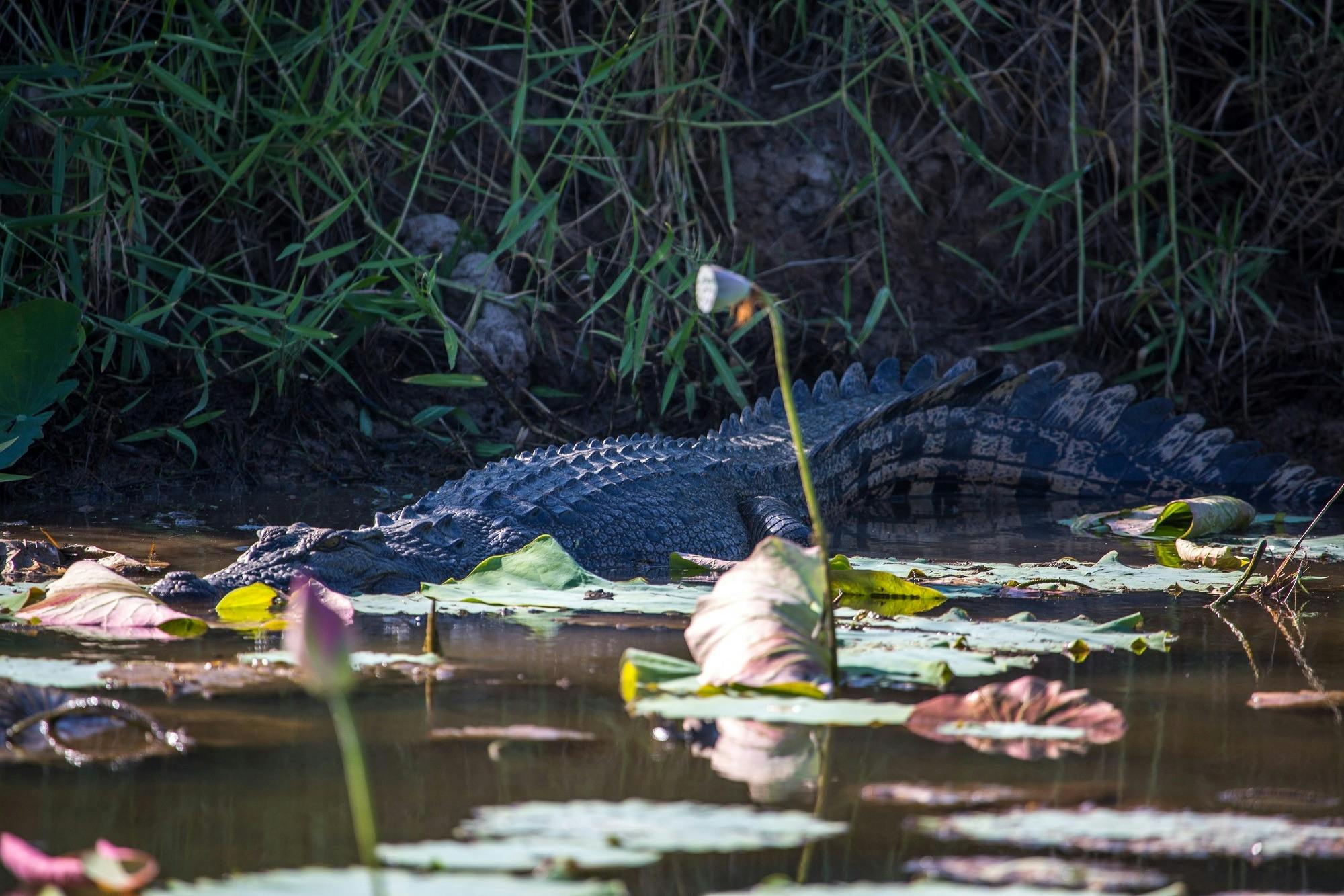 Crocodile, Corroboree, Flora, Fauna, NT Driver Guide, adventure, private, touring, custom, bespoke