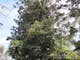 Bunya Pine tree, green leaves, twigs, nuts, power lines, sunshine