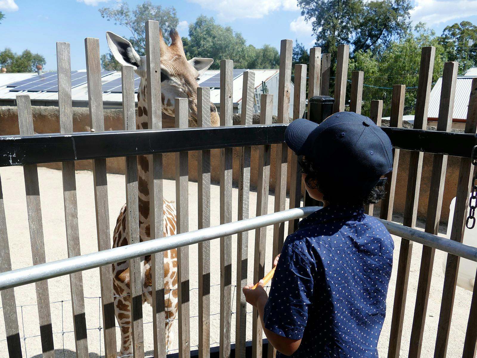 Giraffe Face-to-Face