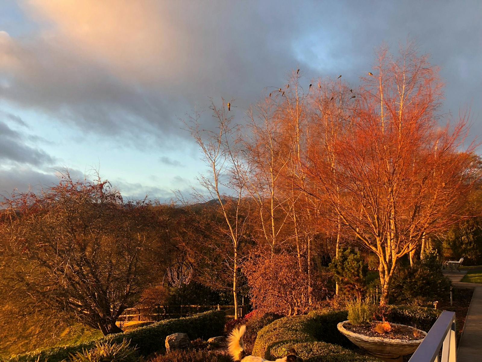 Garden and view