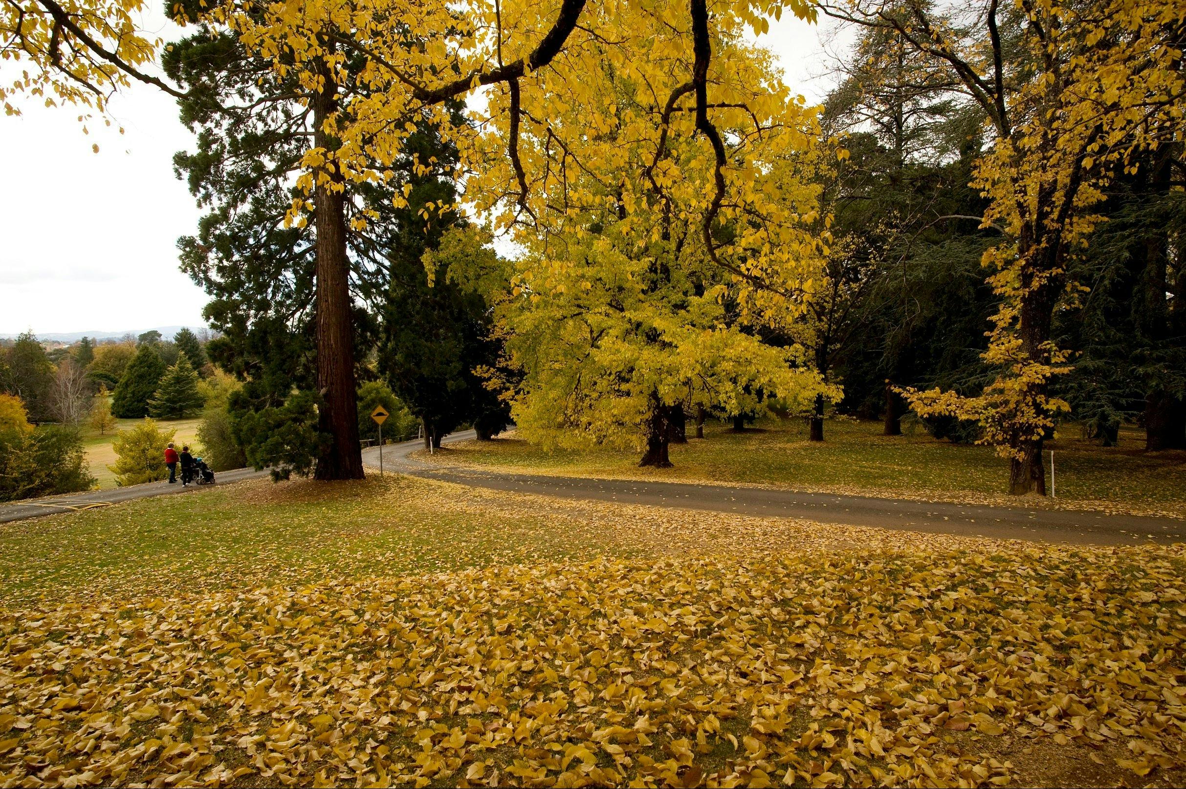 Duntryleague in Autumn